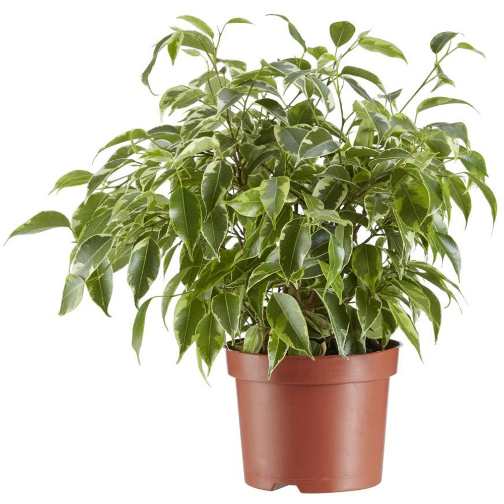 Thompson & Morgan Ficus Benjamina Variegated Weeping Fig Potted Plant 12cm Image 2