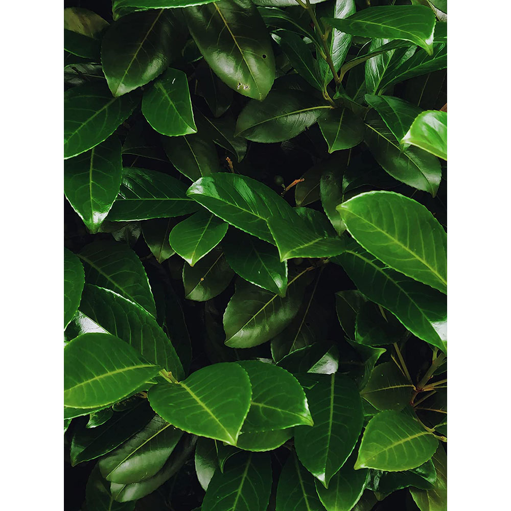 Inspirational Gifting Laurel Evergreen Bare Root Hedge Plant 3ft 10 Pack Image 7