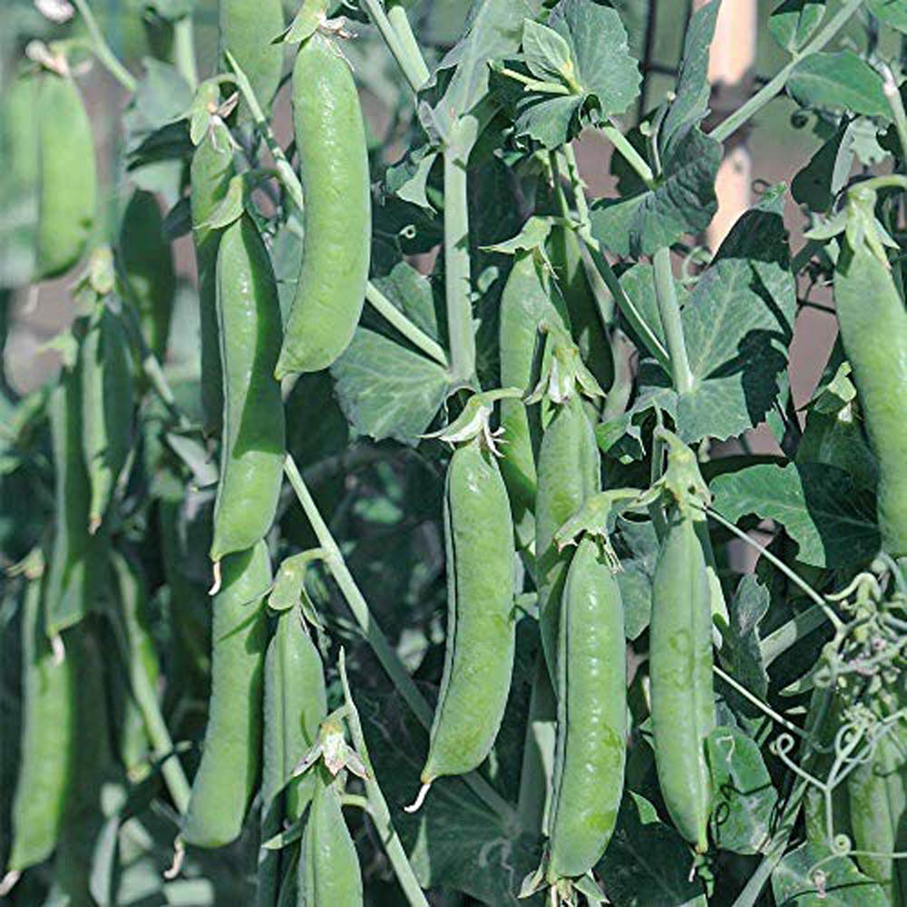 Thompson and Morgan Pea Terrain Seeds 300 Pack Image 2