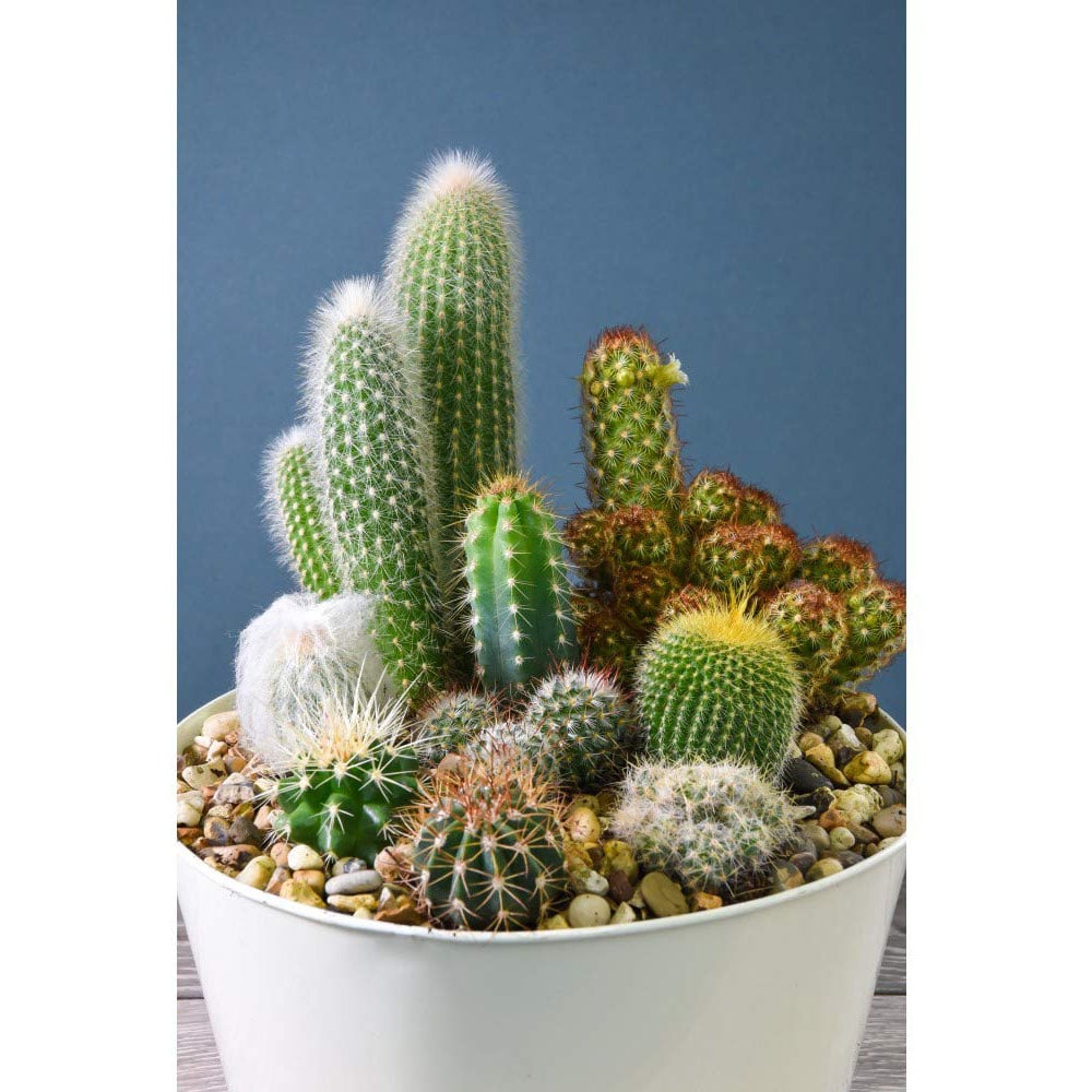 Thompson and Morgan Cactus Mixed Plant Pot 5.5cm 10 Pack Image 4