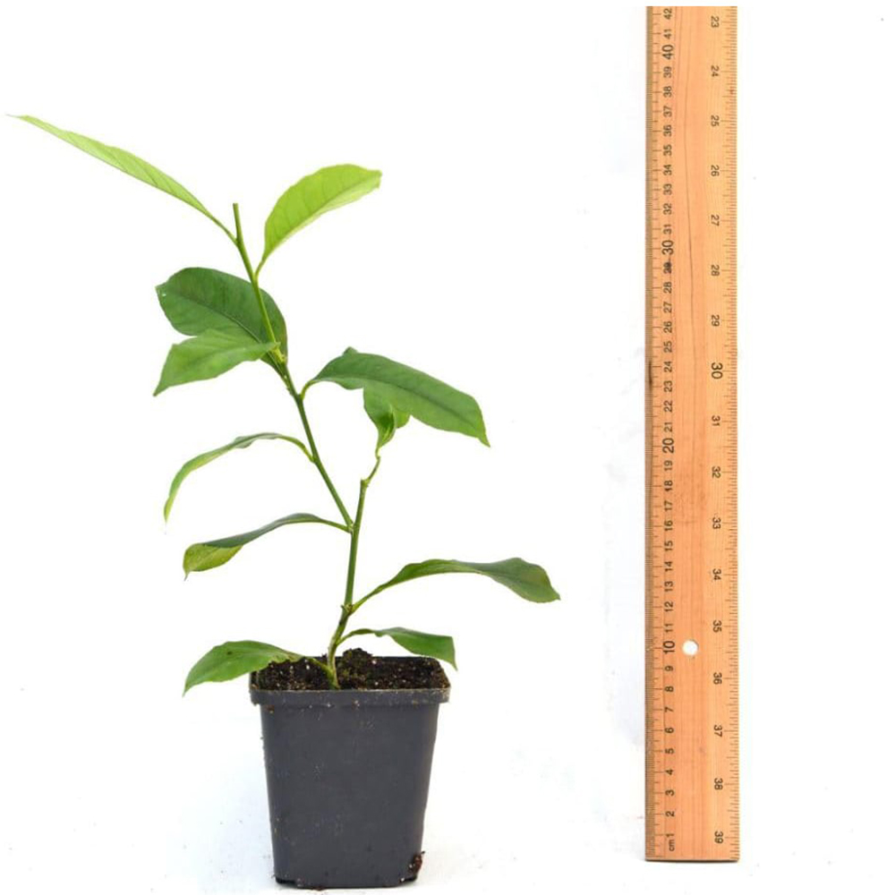 Thompson & Morgan Citrus Meyer Lemon Potted Plant Image 4