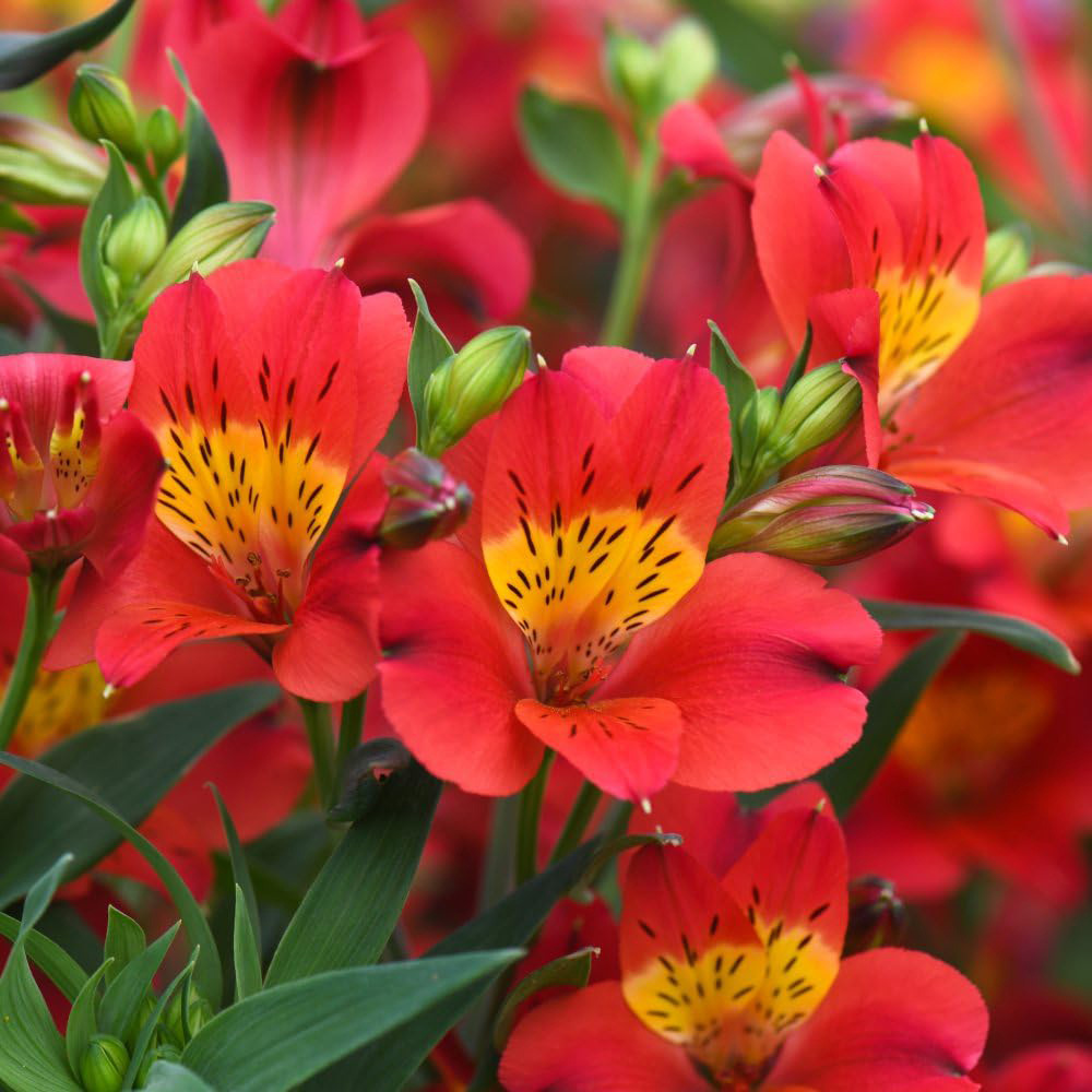 Thompson & Morgan Alstroemeria Summer Heat Jumbo Plant Plug Image 2