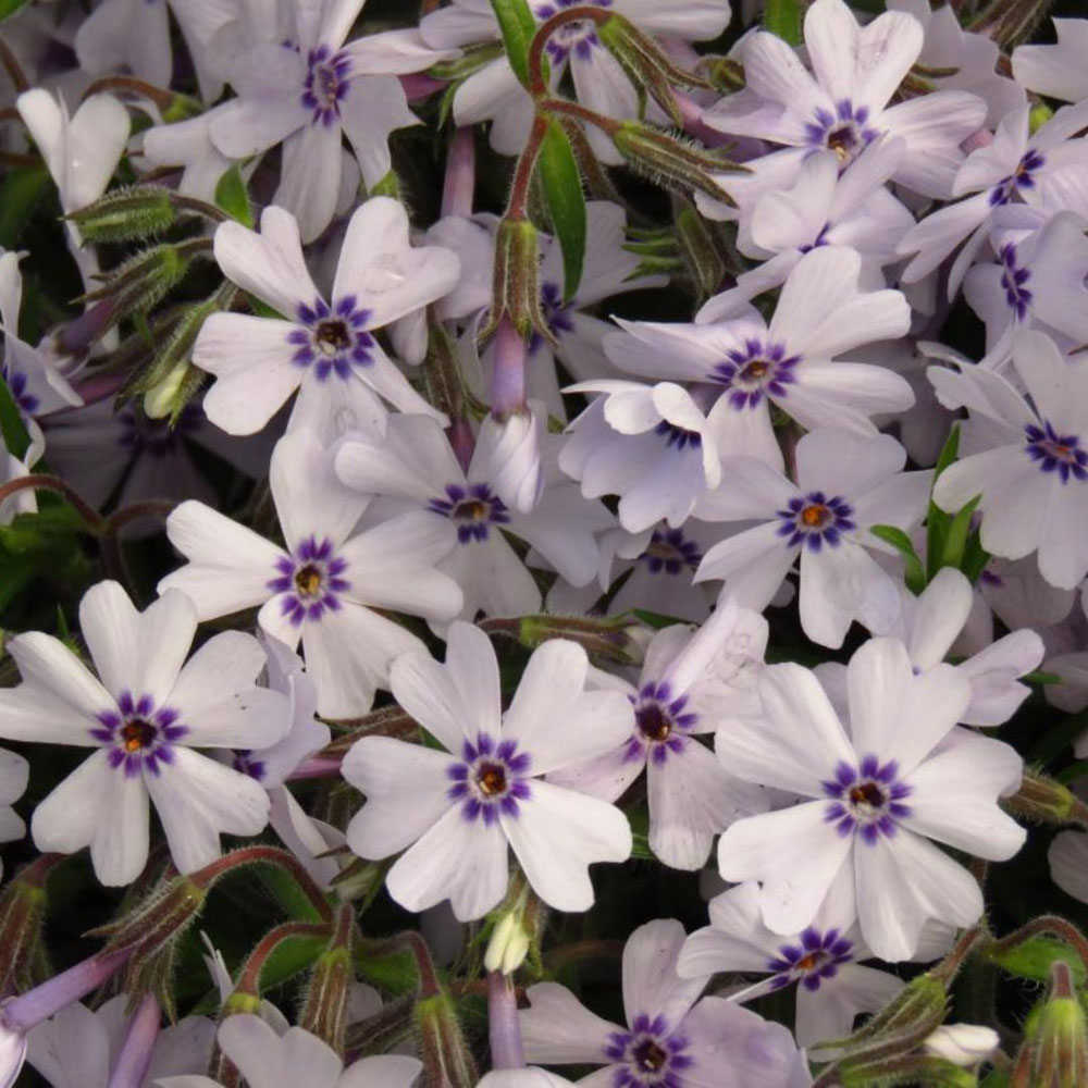 Thompson and Morgan Phlox Pharoah Blue Eye Hardy Perennial Postiplugs 10 Pack Image 3
