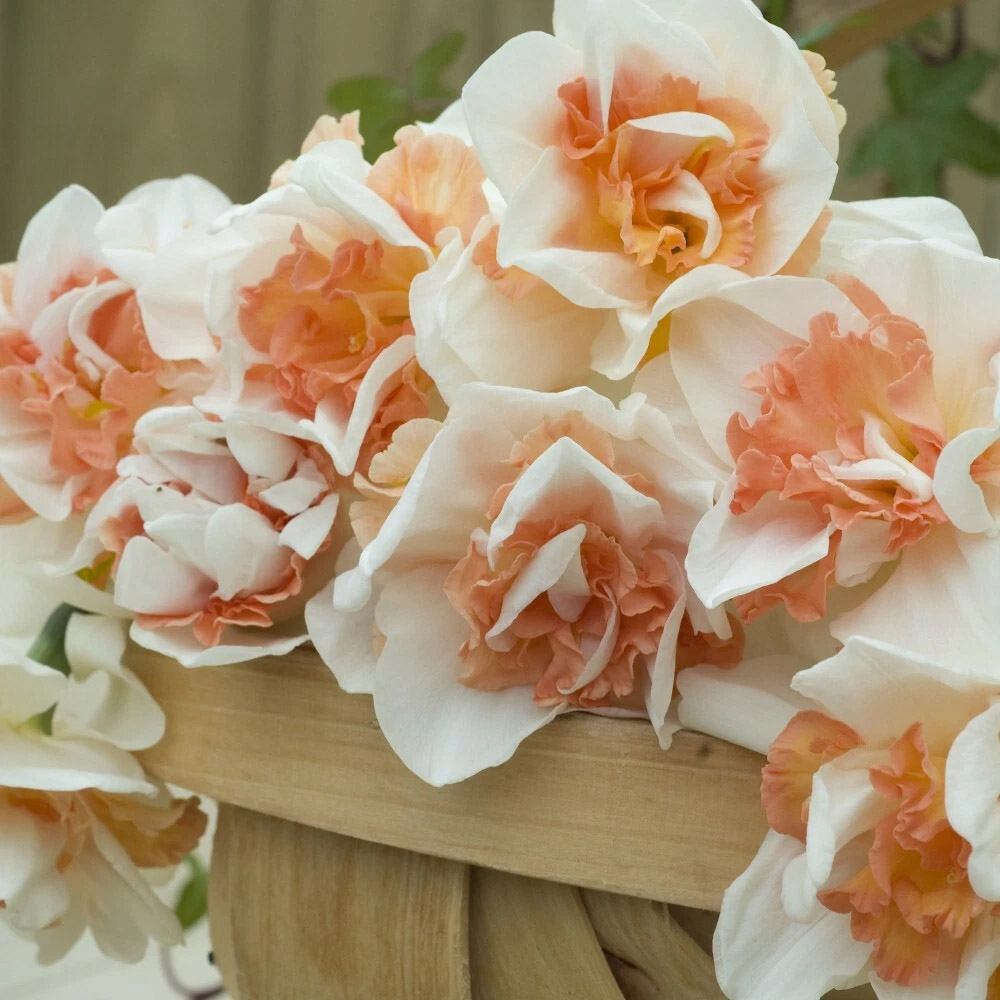 Thompson and Morgan Daffodil Replete Improved Spring Planting Bulb 32 Pack Image 2