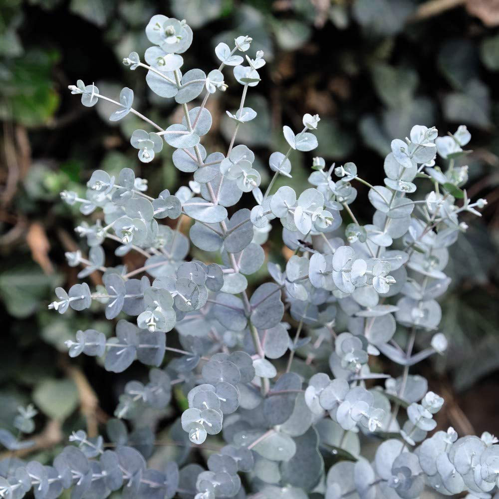 Thompson and Morgan Eucalyptus Gunnii Azura Plant Pot 15cm Image 1