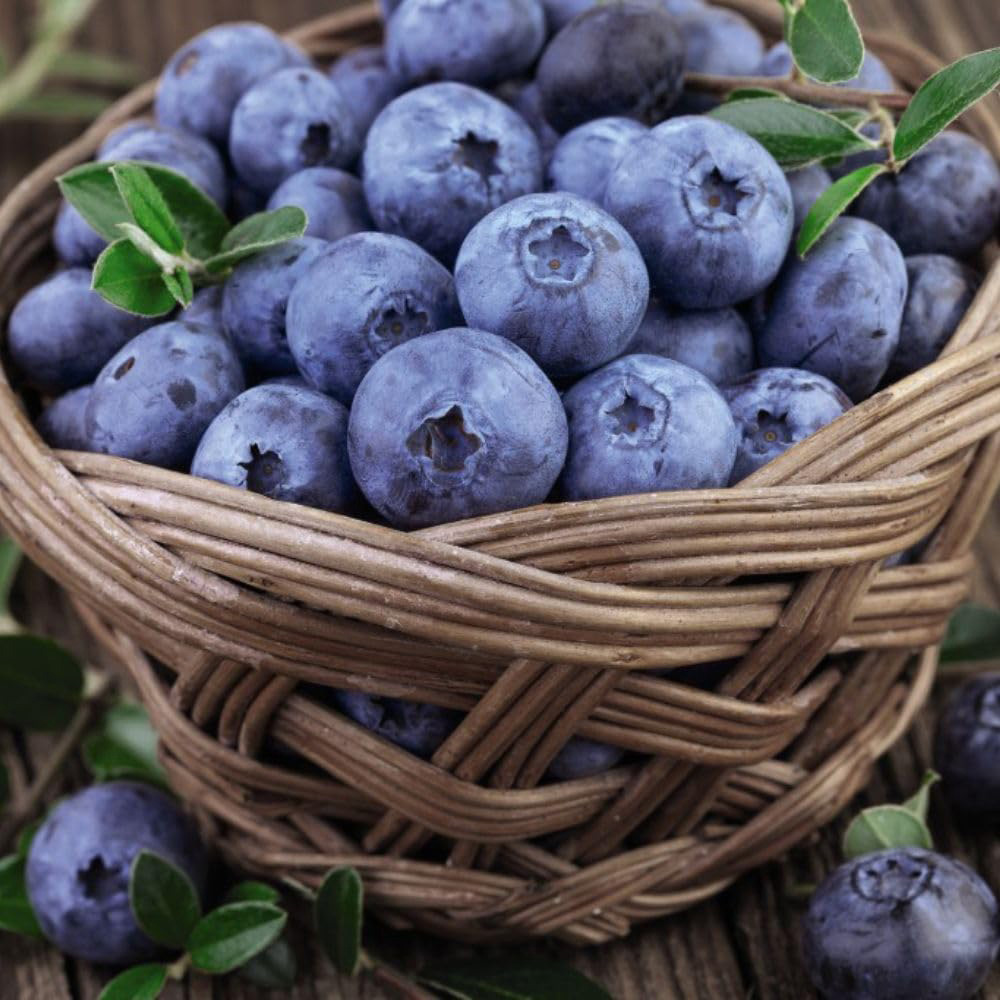 Thompson & Morgan Blueberry Vaccinium Bluegold Potted Plant 9cm 3 Pack Image 2