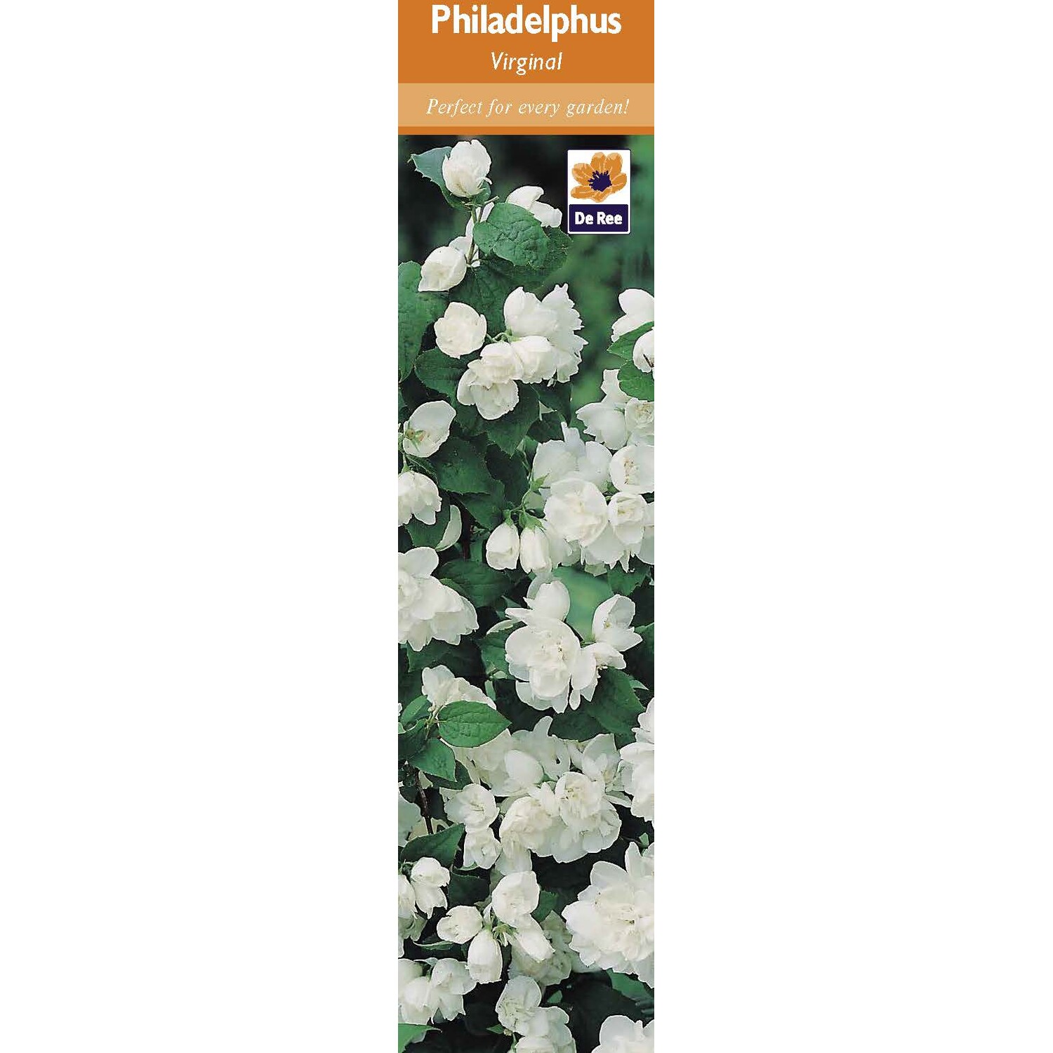 Pre-packed Shrubs Image 3