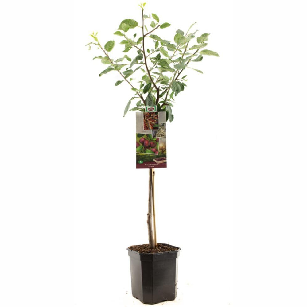 Thompson and Morgan Patio Fruit Plum Prunus Victoria Plant Pot 4.5L Image 2