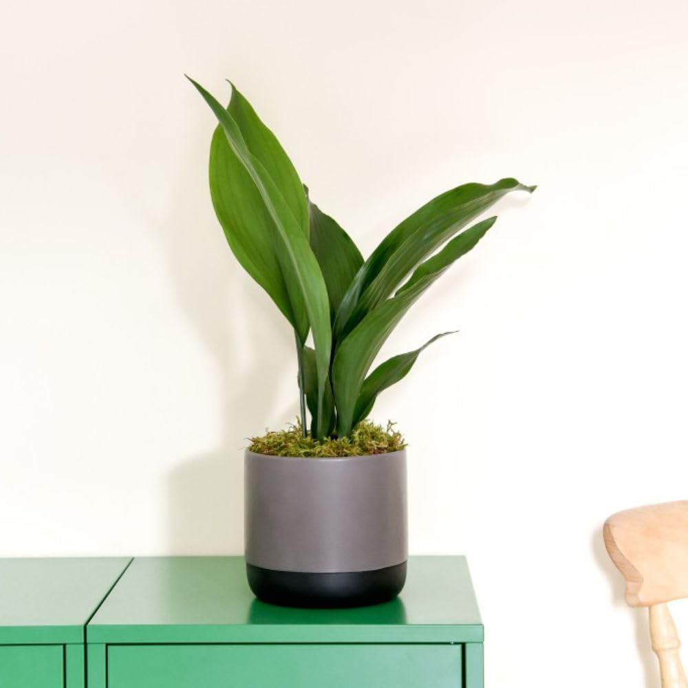 Thompson and Morgan Aspidistra Cast Iron Plant Elatior Potted Plant 12cm 2 Pack Image 3