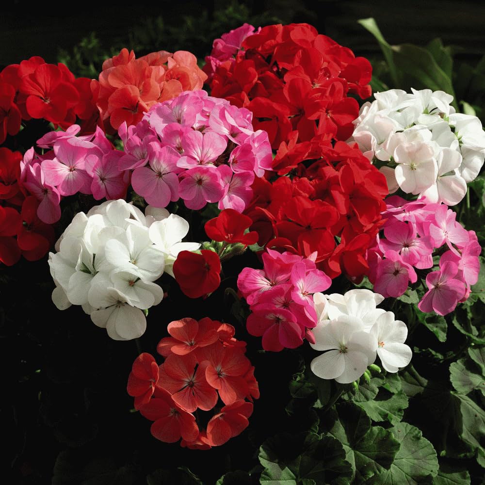 Thompson and Morgan Geranium Cabaret Mixed Garden Ready Plant 30 Pack Image 1