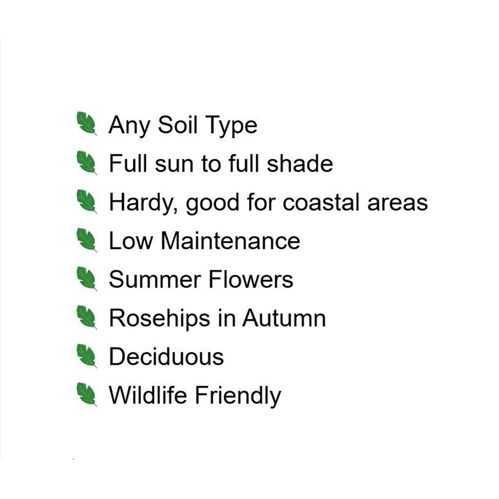 Inspirational Gifting Dog Rose Bare Root Hedge Plant Sapling 2-3ft 5 Pack Image 6