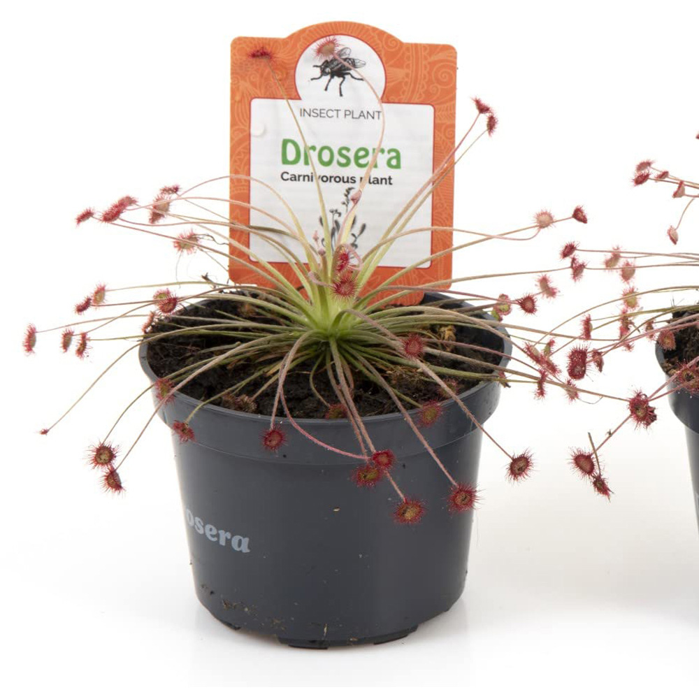 Thompson and Morgan Drosera Paradoxa Potted Plant 9cm Image 2