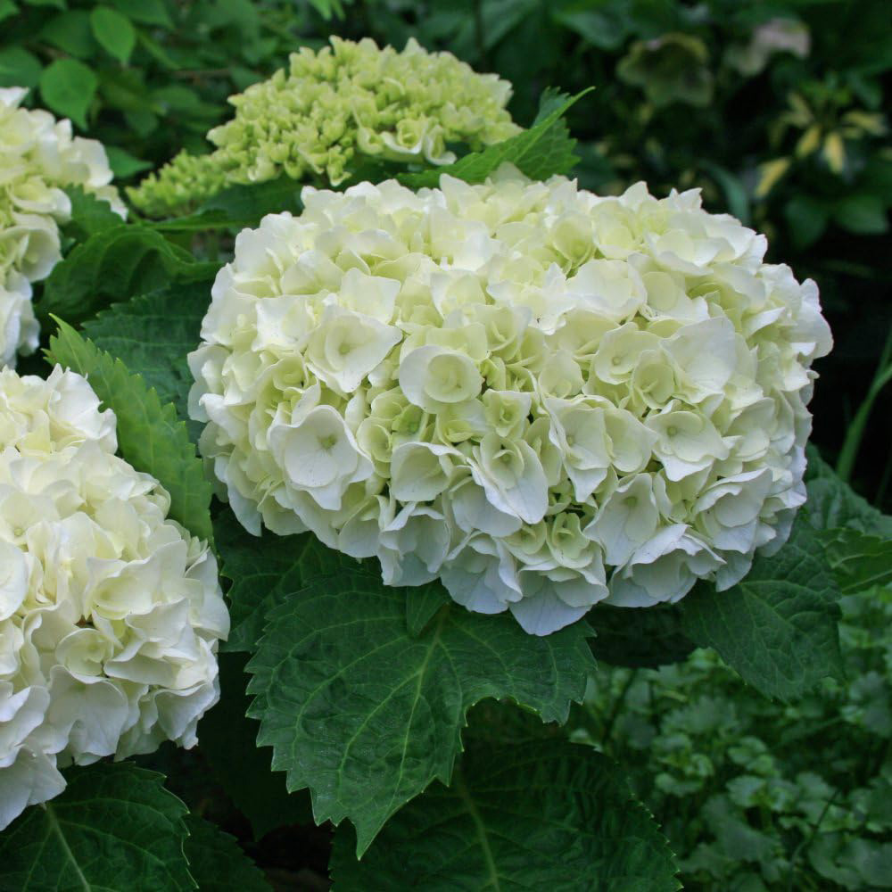 Thompson and Morgan Hydrangea Wudu Plant Pot 10.5cm Image 3