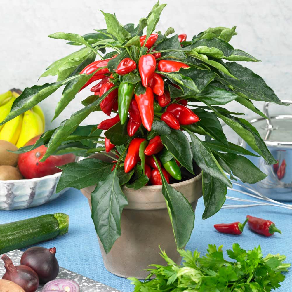 Thompson and Morgan Pepper Chilli Mild Patio Galaxy Red Plant Pot 9cm Image 3