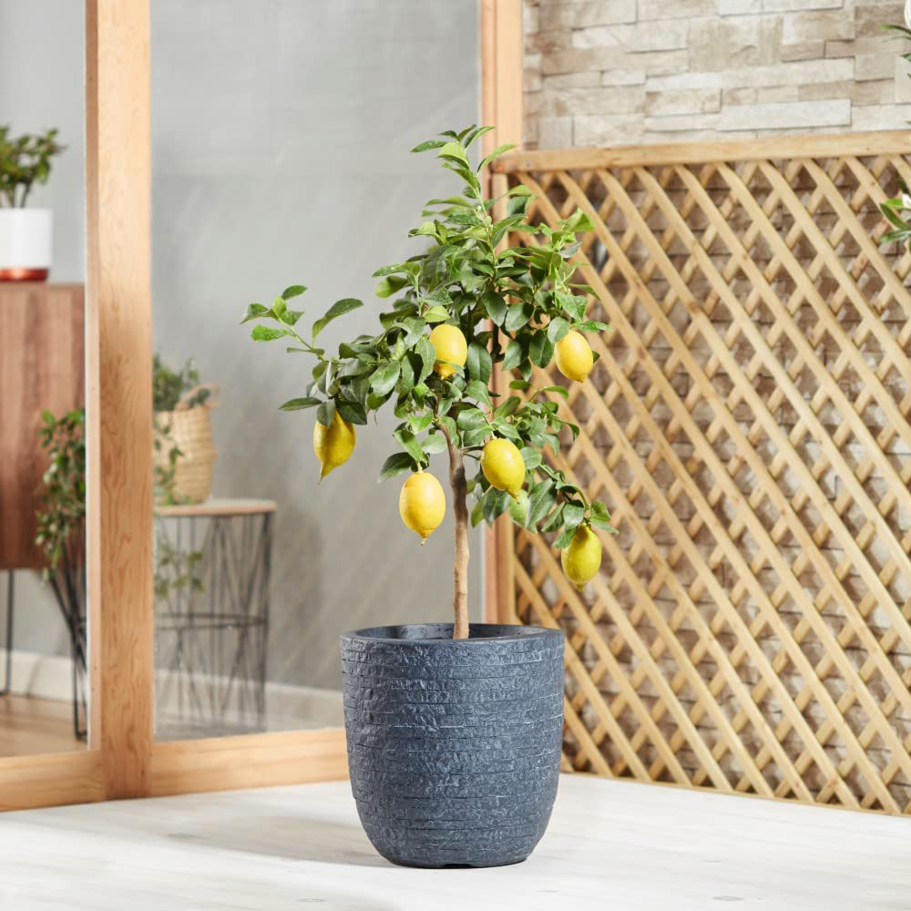 Thompson & Morgan Citrus Lemon Tree Potted Plant Image 6