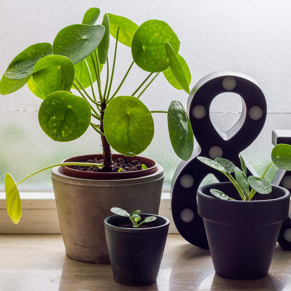 Thompson & Morgan Pilea Peperomioides Chinese Money Plant Potted Plant 11cm Image 5