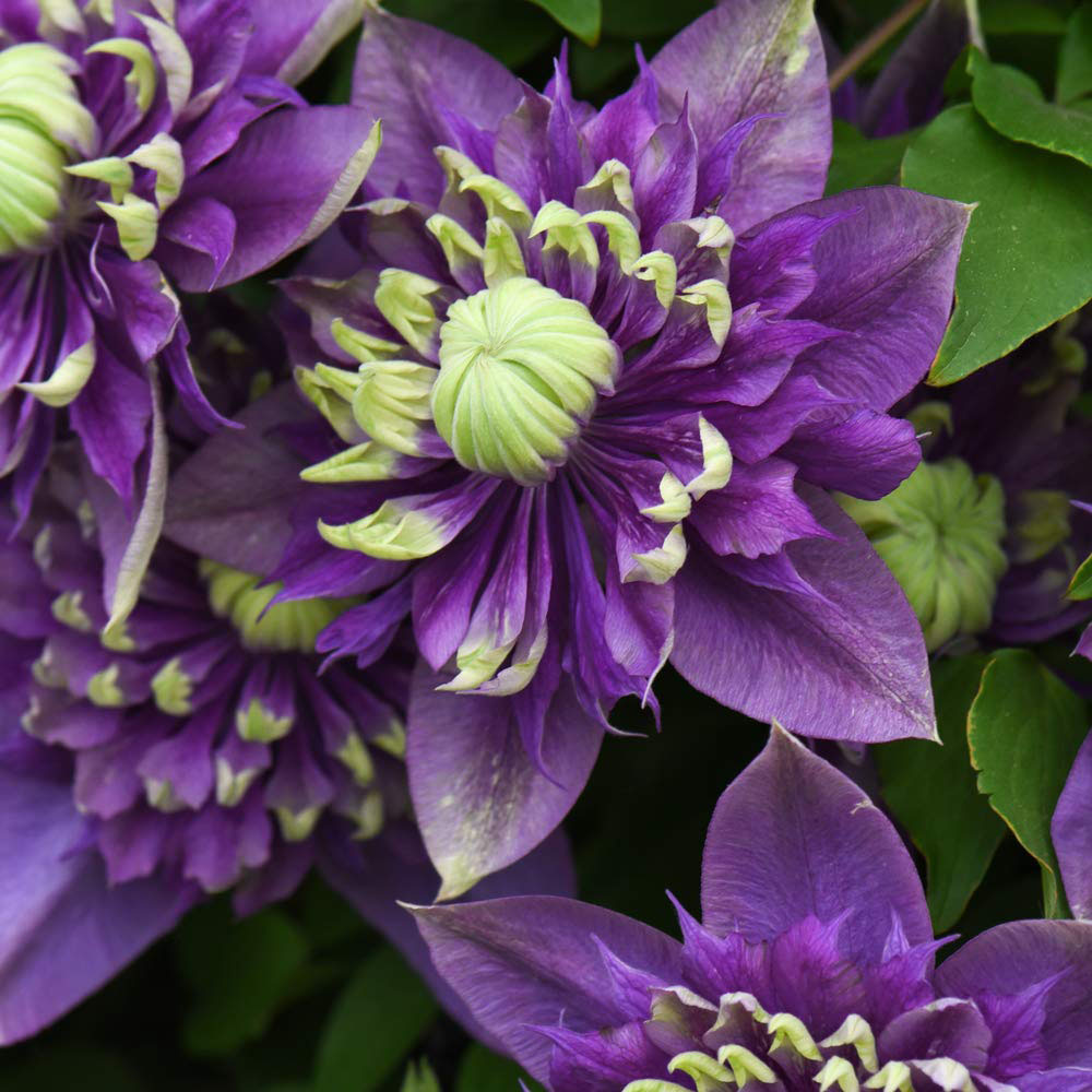 Thompson and Morgan Clematis Florida Taiga Plant Pot 11cm 3 Pack Image 6