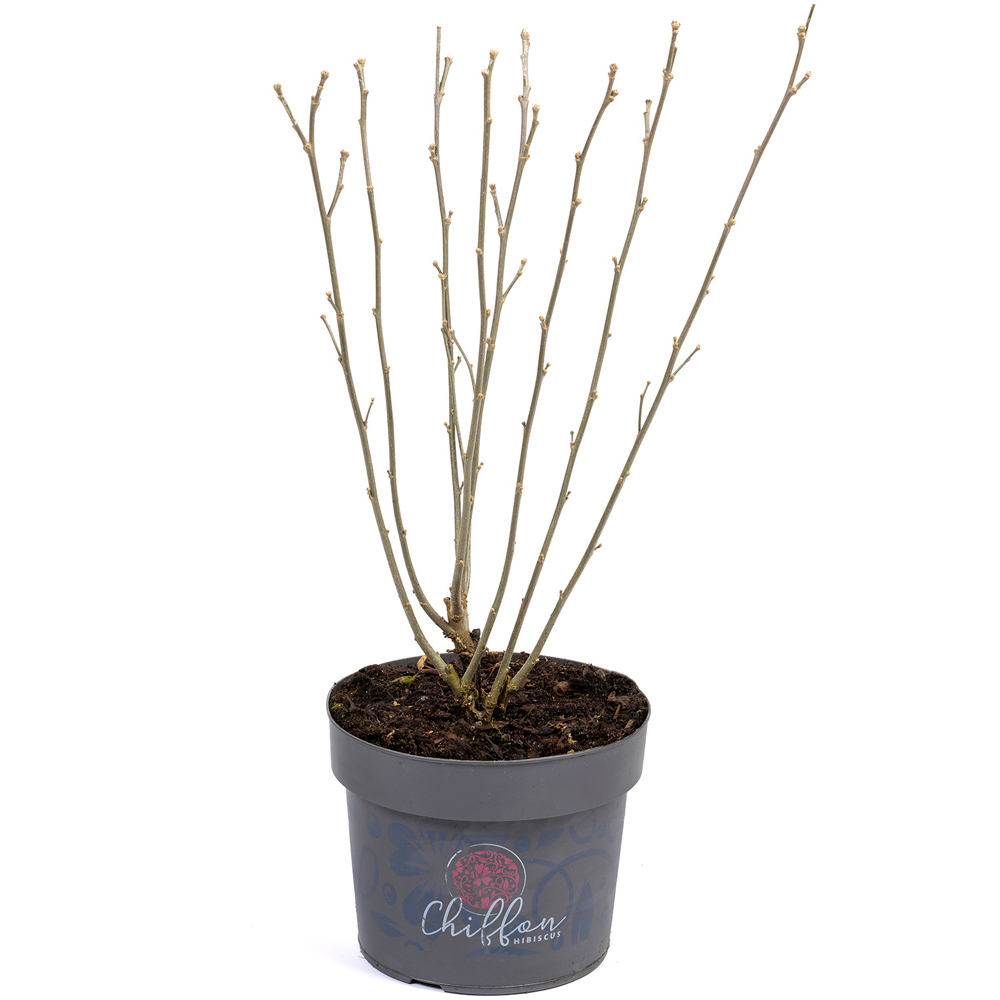 YouGarden Hibiscus Chiffon Pink Plant Pot Image 3