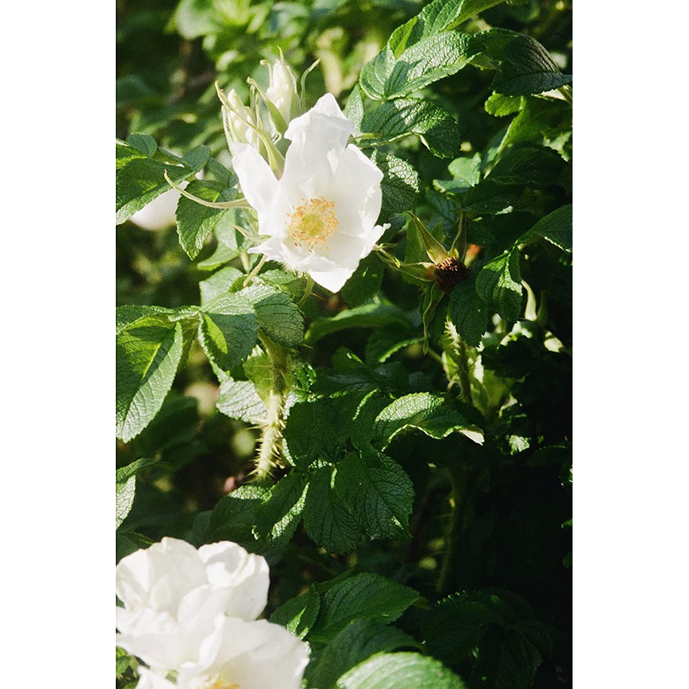 Inspirational Gifting White Hedging Rose Bare Root Hedge Plant Saplings 1-2ft 20 Pack Image 3