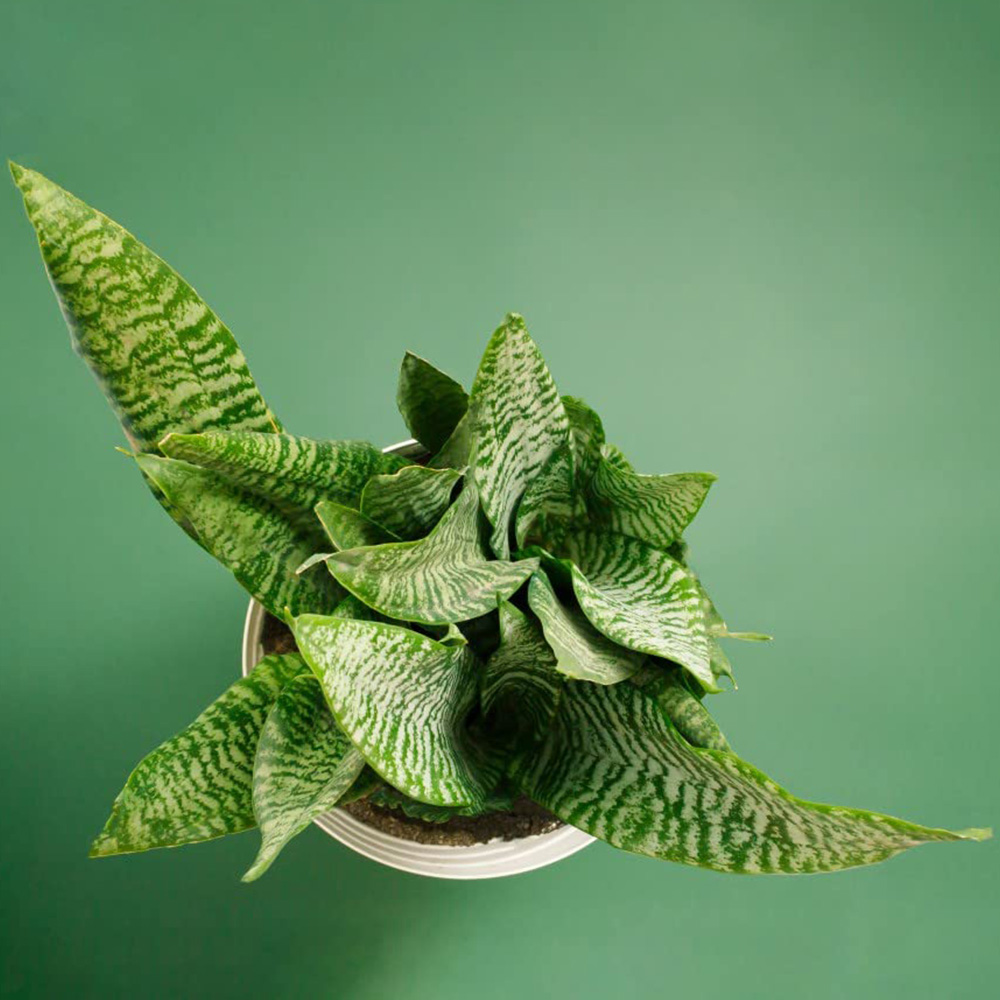 Thompson and Morgan Sansevieria Trifasciata Zeylanica Plant in Pot 12cm Image 3