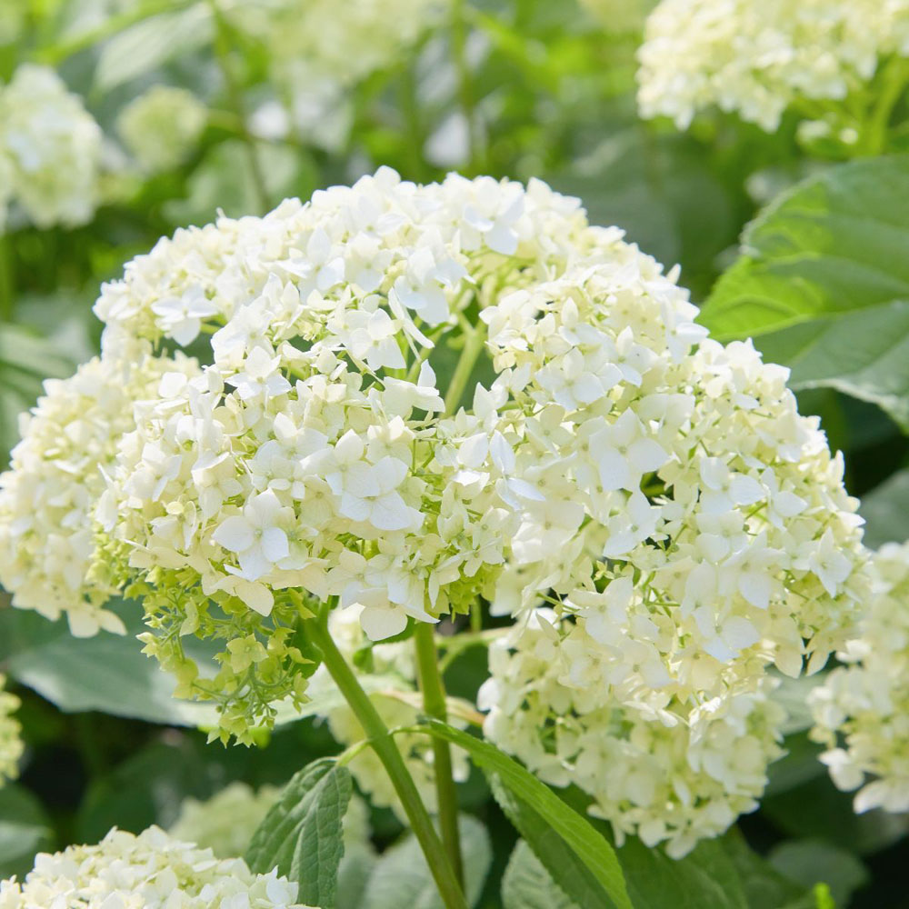 Thompson and Morgan Hydrangea Annabelle Plant Pot 12L Image 5