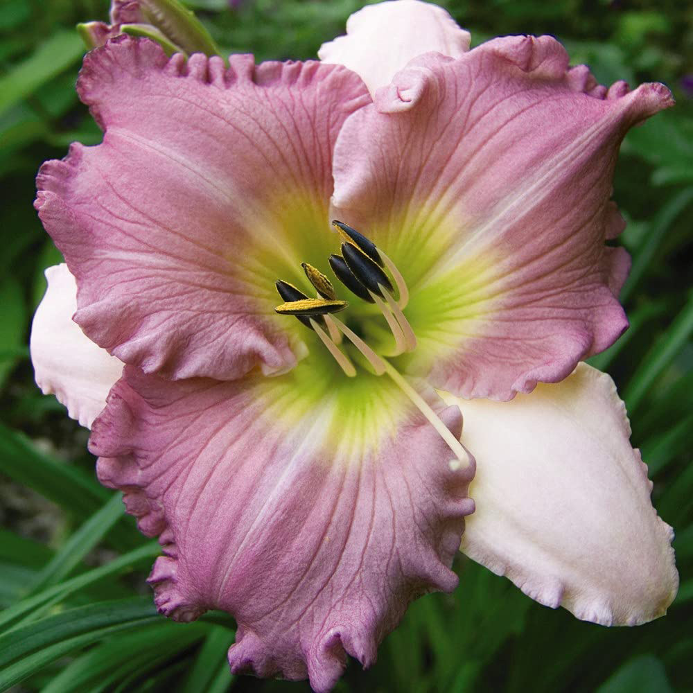 Thompson and Morgan Hemerocallis Collection Bare Root 5 Pack Image 4