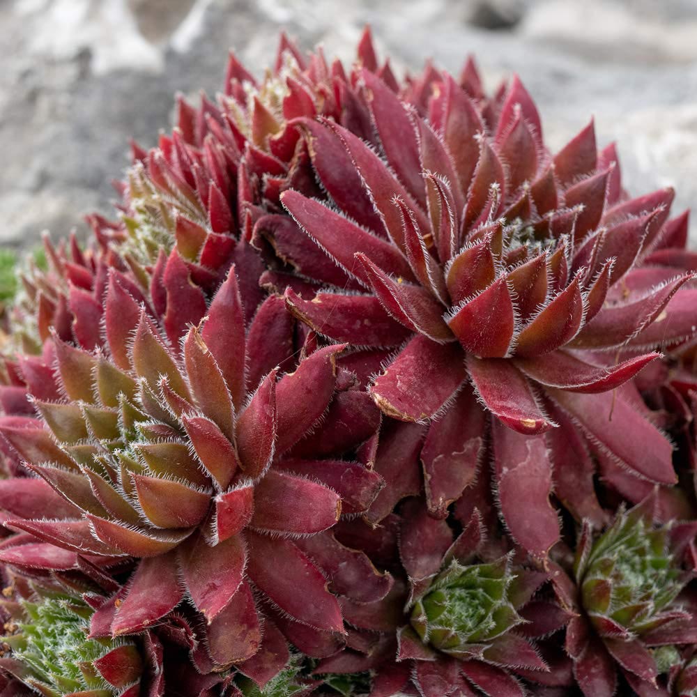 Thompson and Morgan Sempervivum Mixed Plant in Pot 5.5cm Image 3