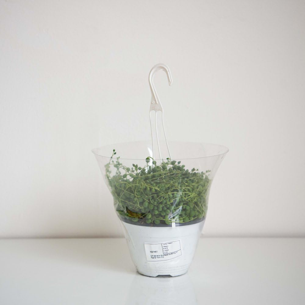 Thompson and Morgan String of Pearls Plant Hanging Basket 14cm Image 3