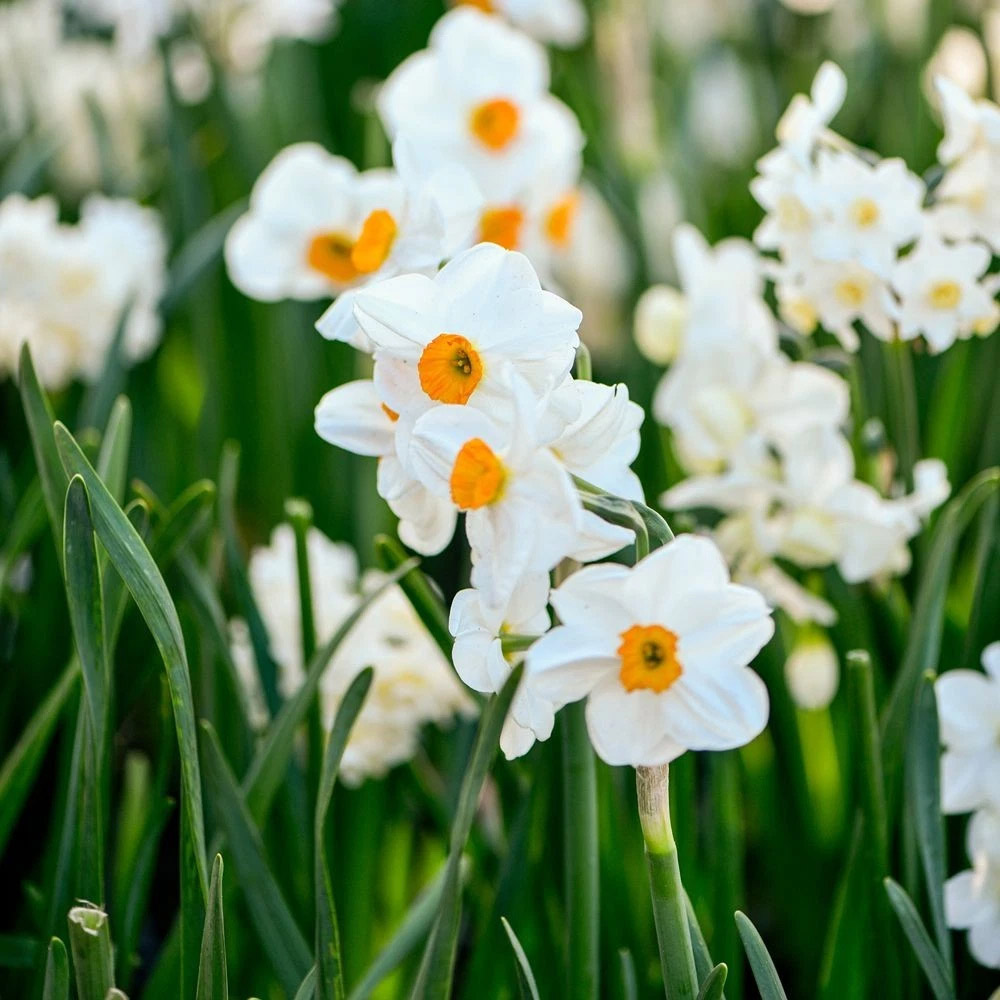 Thompson and Morgan Daffodil Mixed Collection Spring Planting Bulb 16 Pack Image 2