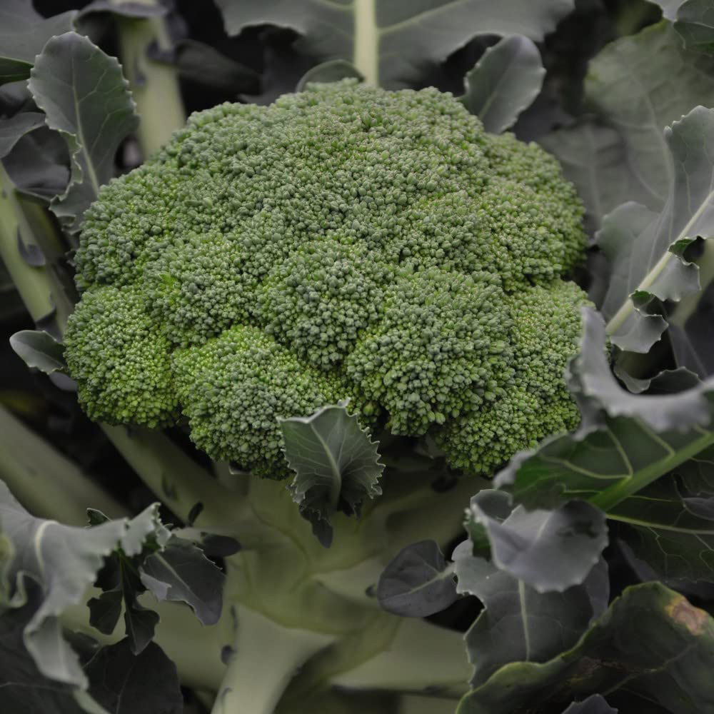 Thompson & Morgan Club Root Collection Postiplug Plant 4 Pack Image 2