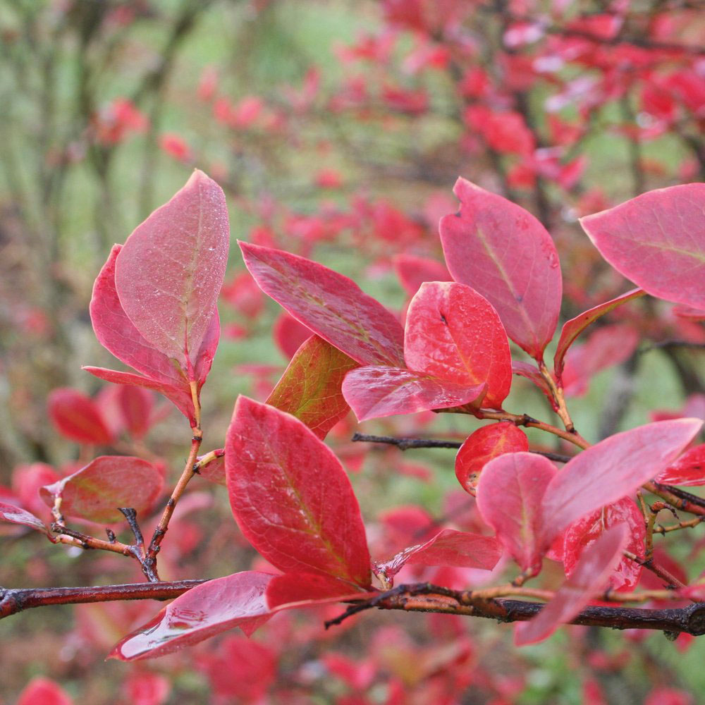 Thompson & Morgan Blueberry Vaccinium Chandler Potted Plant Image 3