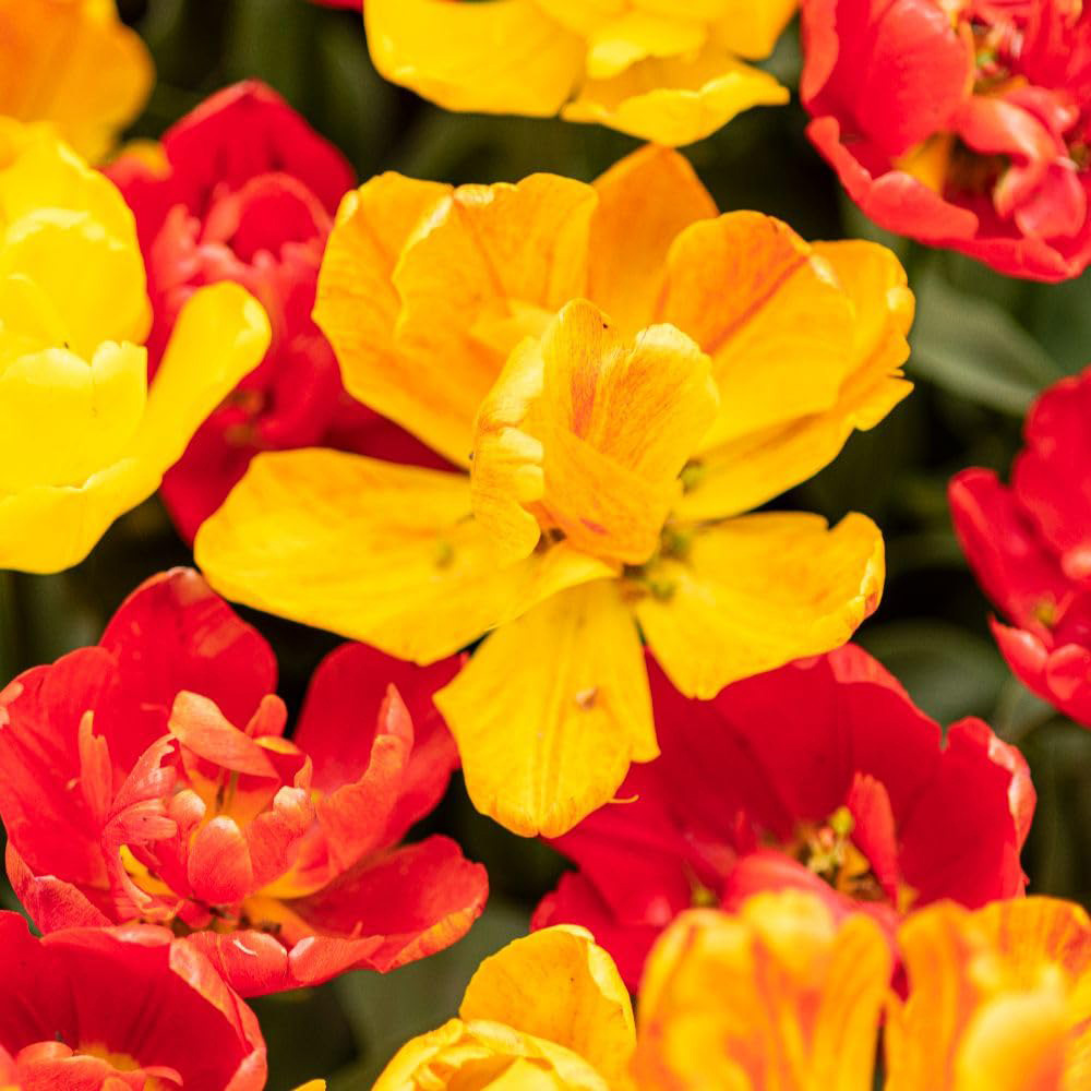 Thompson and Morgan Tulip Baby Blend Bulbs 8 Pack Image 7