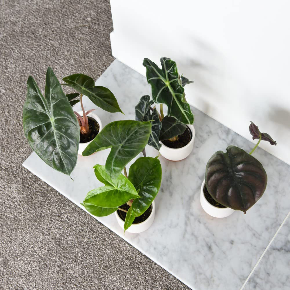 Thompson & Morgan Alocasia Cuprea Potted Plant 6 Pack Image 4