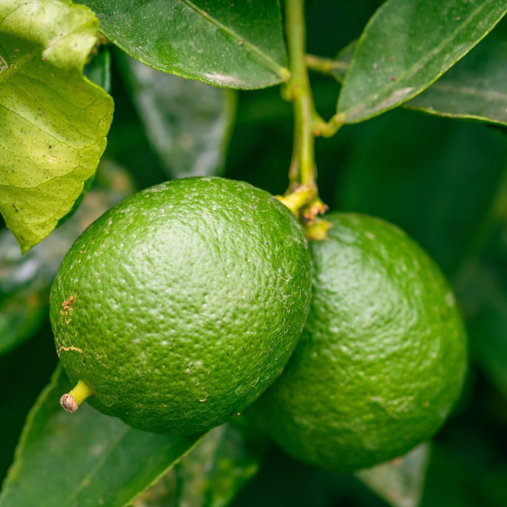 Thompson and Morgan Citrus Tree Key Lime Citrus Aurantifolia Potted Plant 5L Image 1