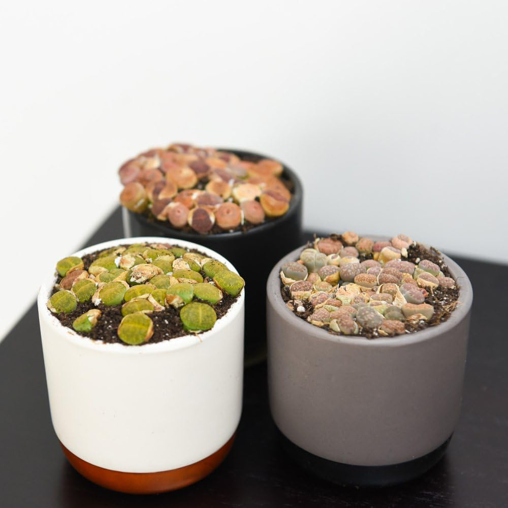 Thompson and Morgan Lithops species Mix 8.5cm Image 2