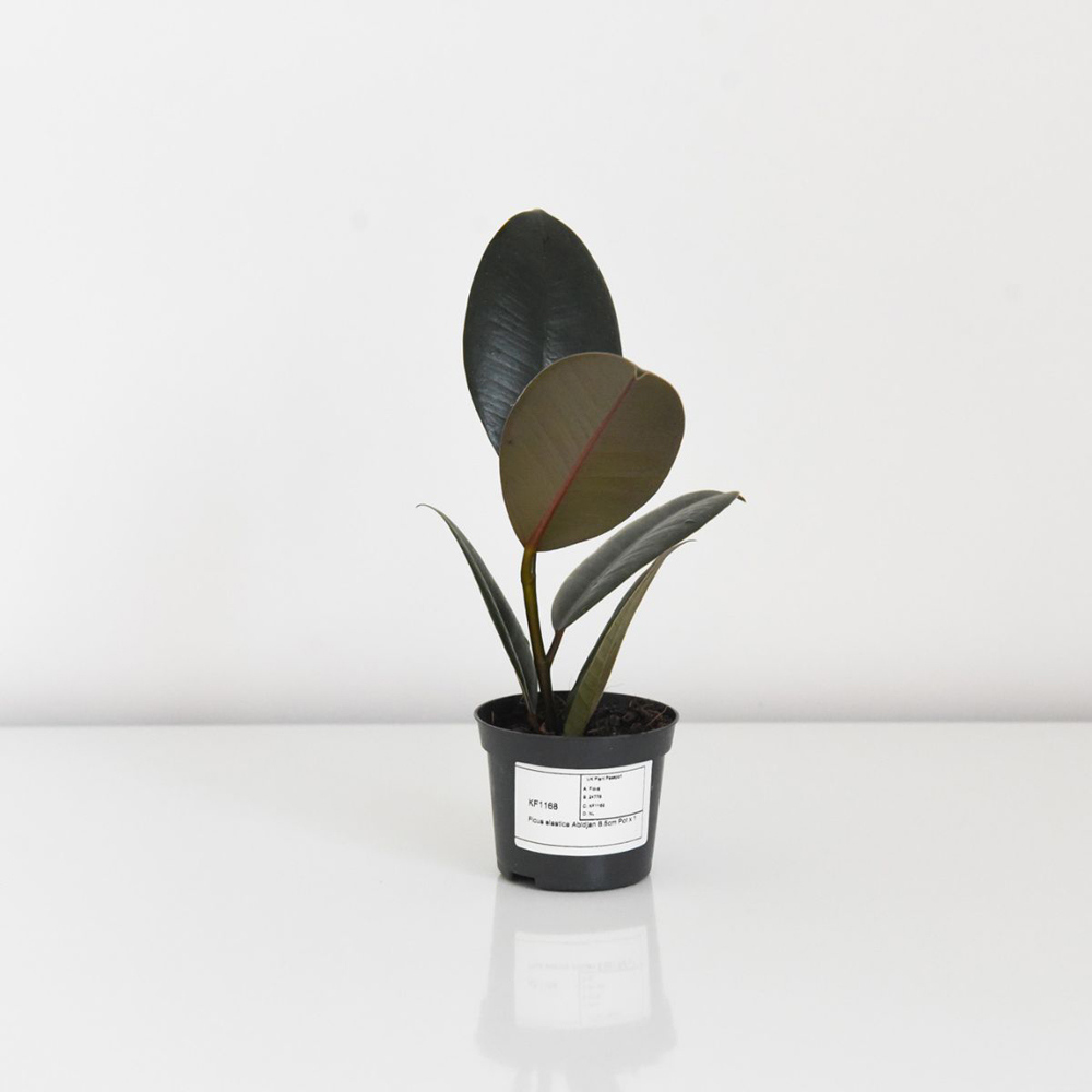 Thompson and Morgan Ficus Elastica Abidjan Plant Pot 8.5cm 2 Pack Image 5