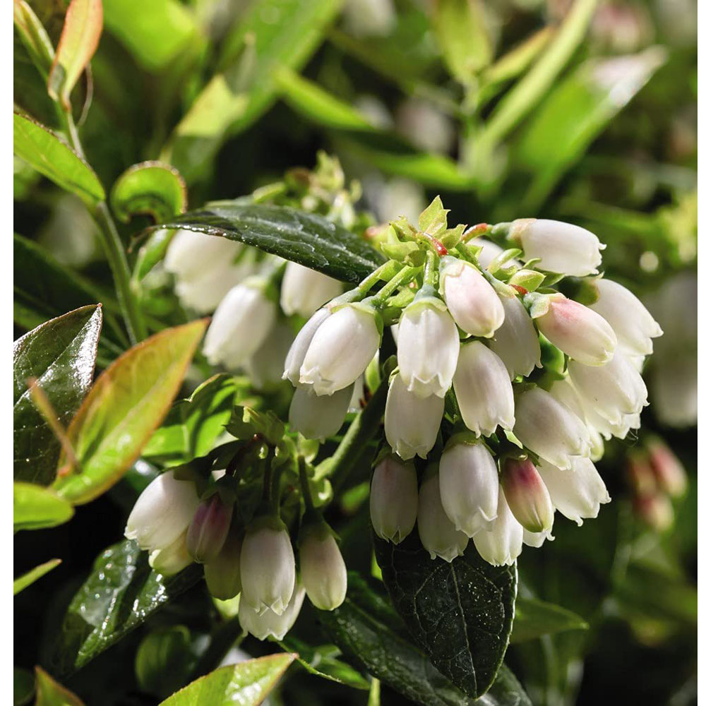 Thompson & Morgan Blueberry Vaccinium Darrow Potted Plant Image 3