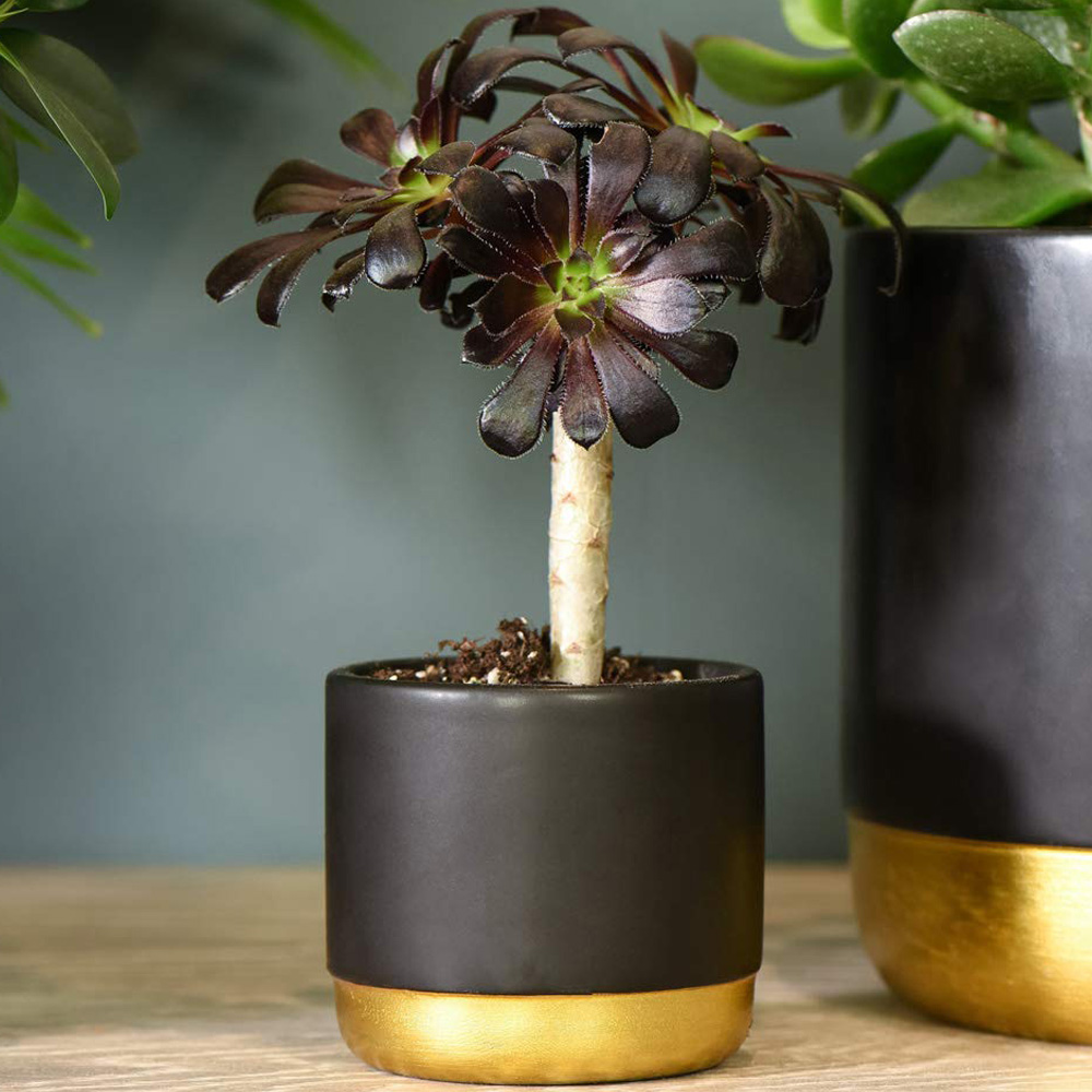 Thompson & Morgan Aeonium Arboreum on Stem Potted Plant Image 1