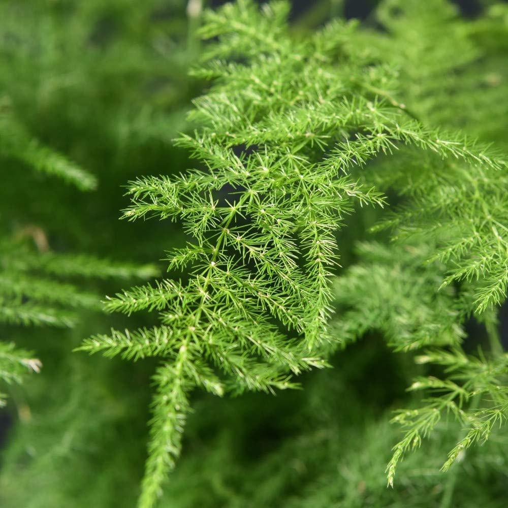 Thompson & Morgan Asparagus Fern Plumosus Potted Plant Image 4