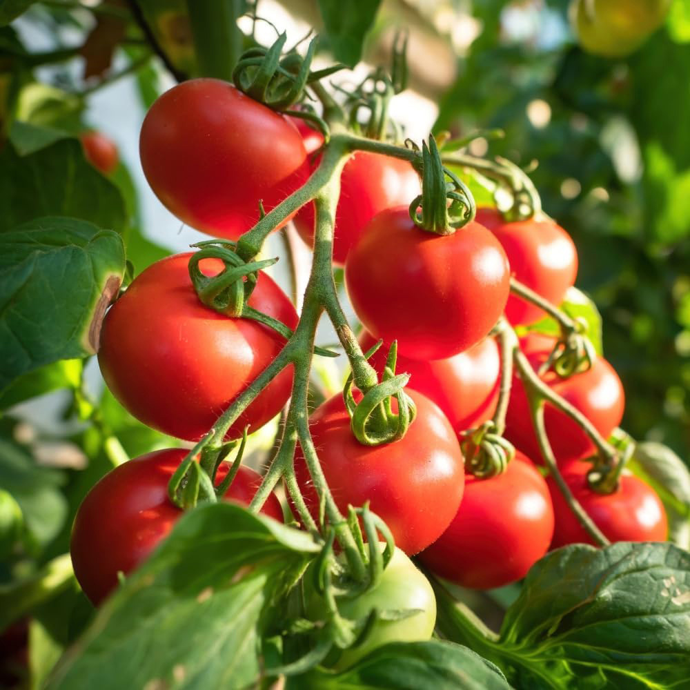 Thompson and Morgan Nurserymans Choice Grafted Tomato Plant Pot 9cm 3 Pack Image 5