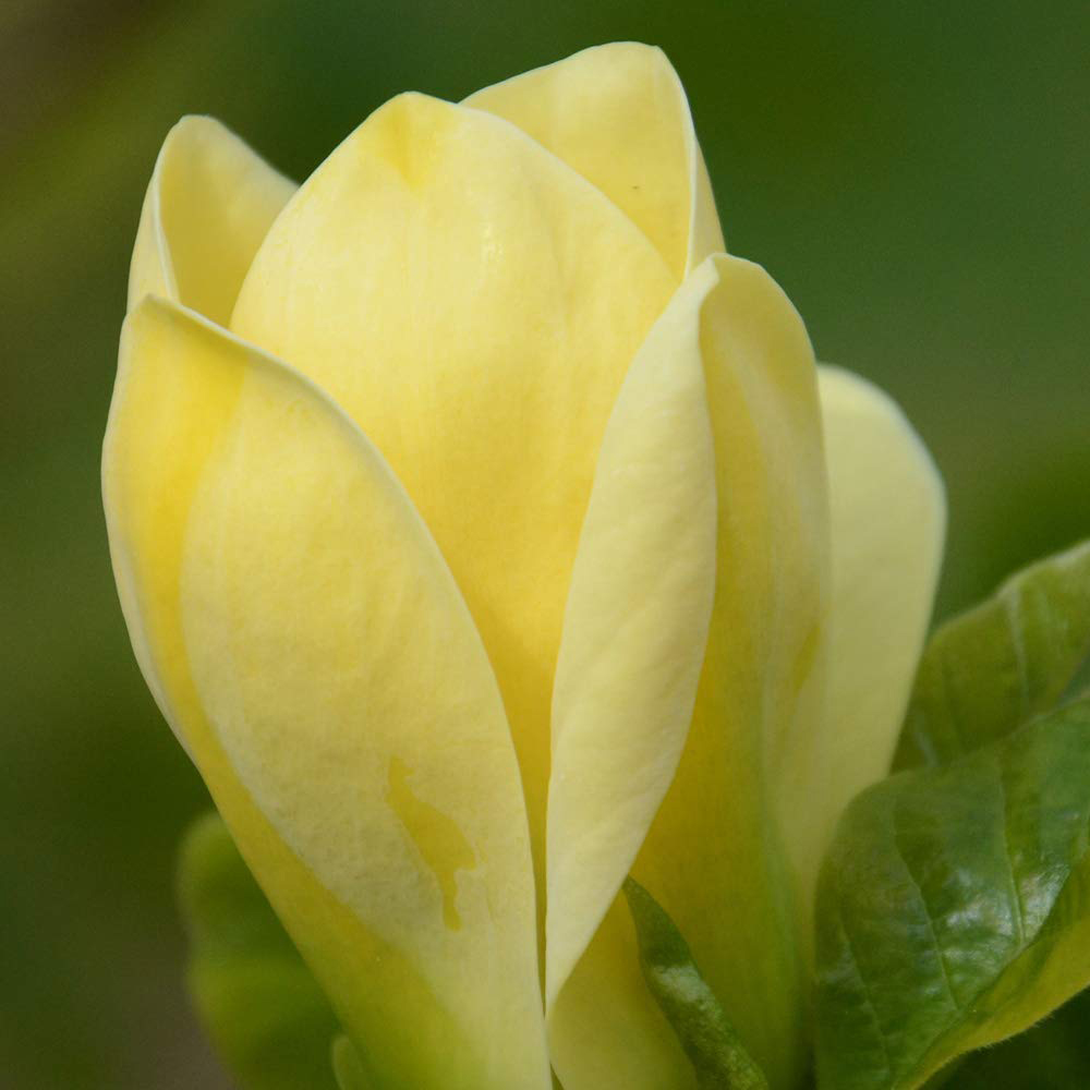 Thompson and Morgan Standard Magnolia Yellow Bird Grafted Bare Root 3 Pack Image 4
