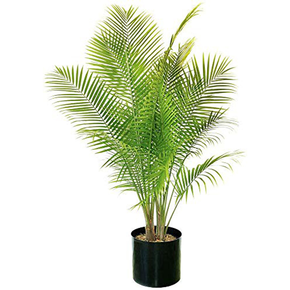 Thompson and Morgan Phoenix Palm Evergreen Plant Pot 1.5L Image 6