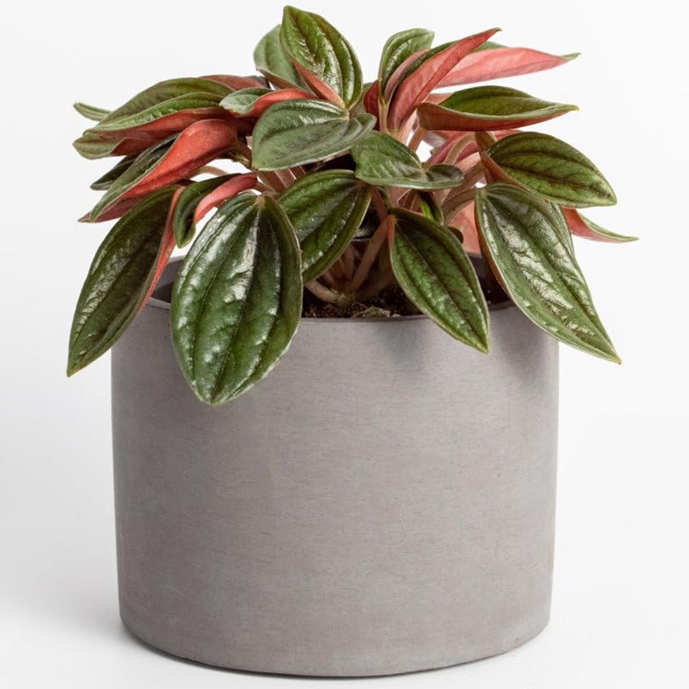 Thompson and Morgan Peperomia Caperata Rosso Plant Pot 10.5cm Image 2
