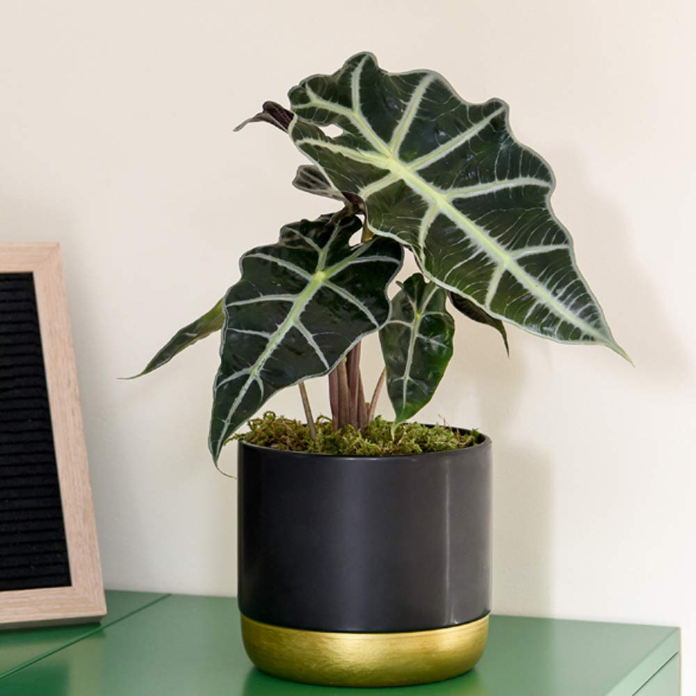 Thompson and Morgan Alocasia Amazonica Elephant Ear Plant Pot 12cm 3 Pack Image 4