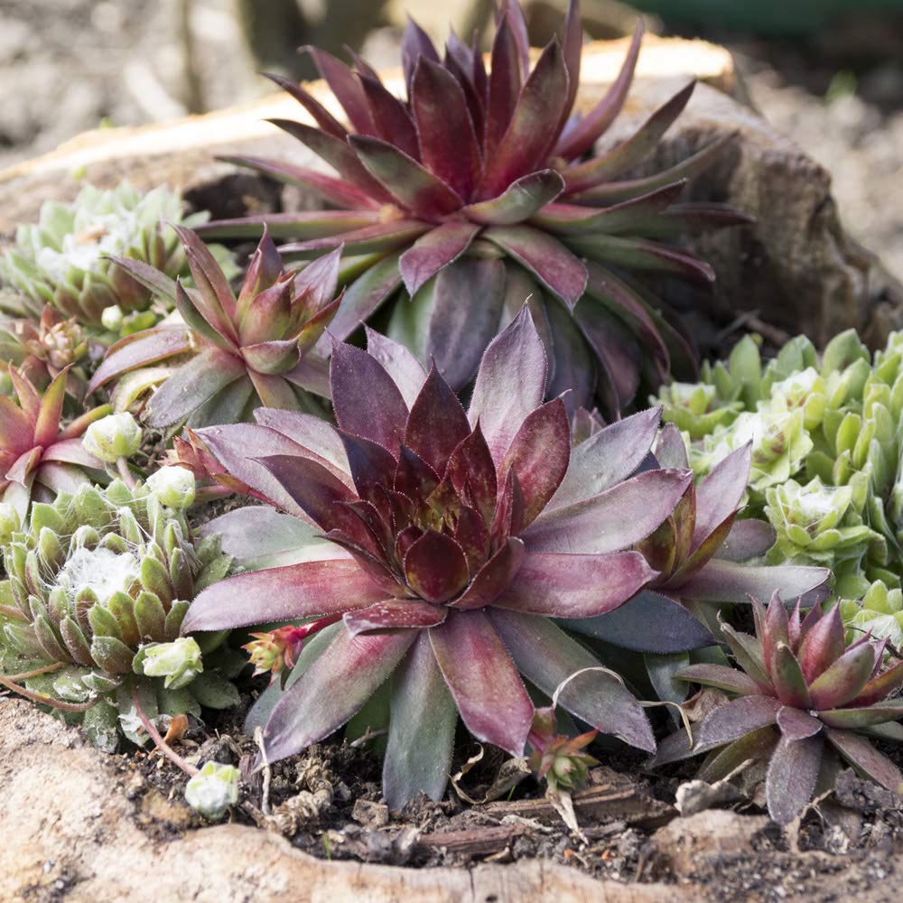 Thompson and Morgan Sempervivum Mixed Plant in Pot 5.5cm 5 Pack Image 5
