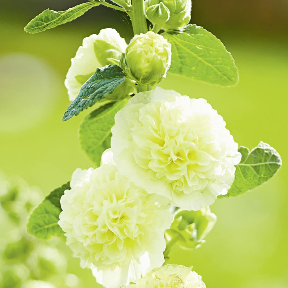 Thompson and Morgan Hollyhock Chaters Double Garden Ready Plant 15 Pack Image 2