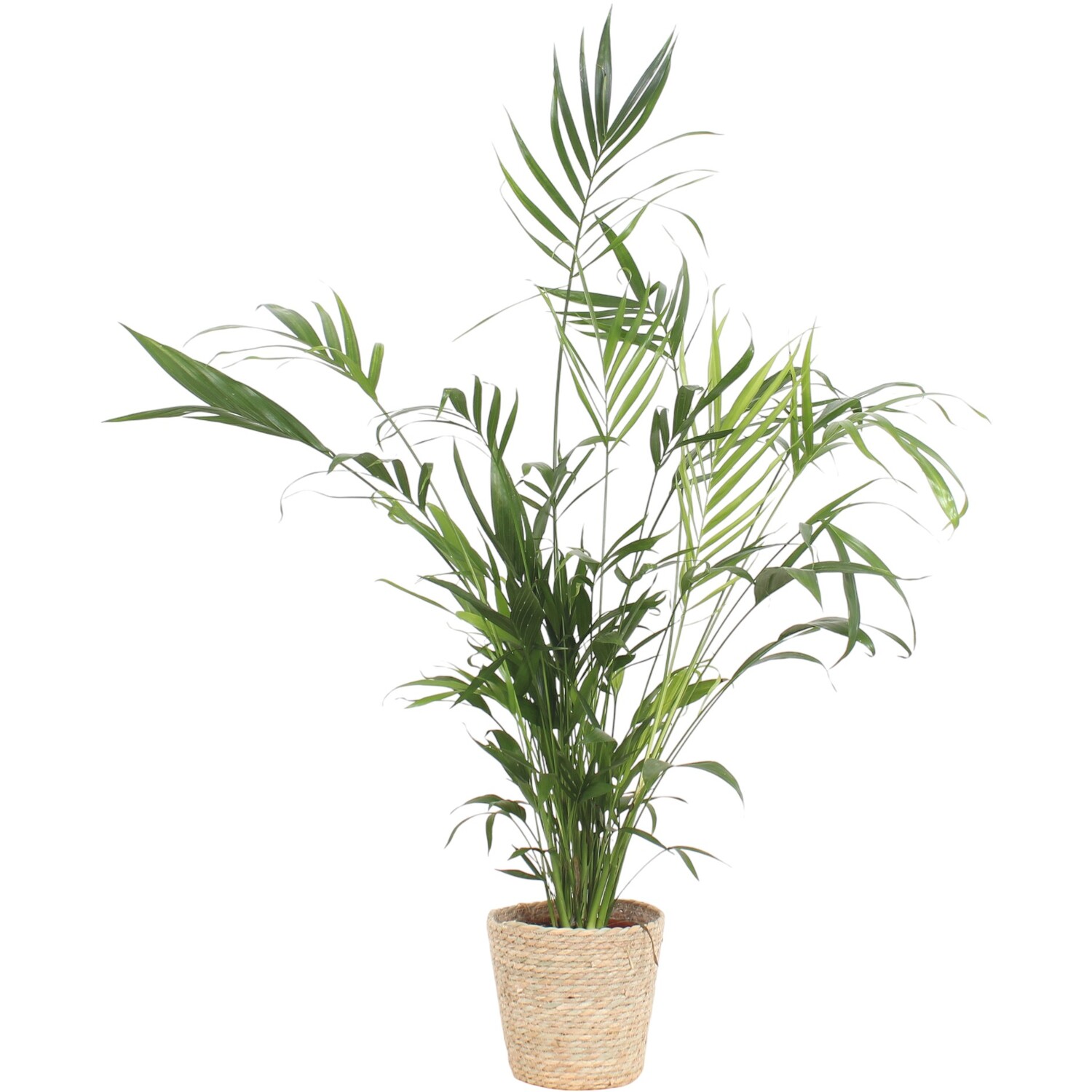 Chamaedorea Cataractarum in Basket - Green Image