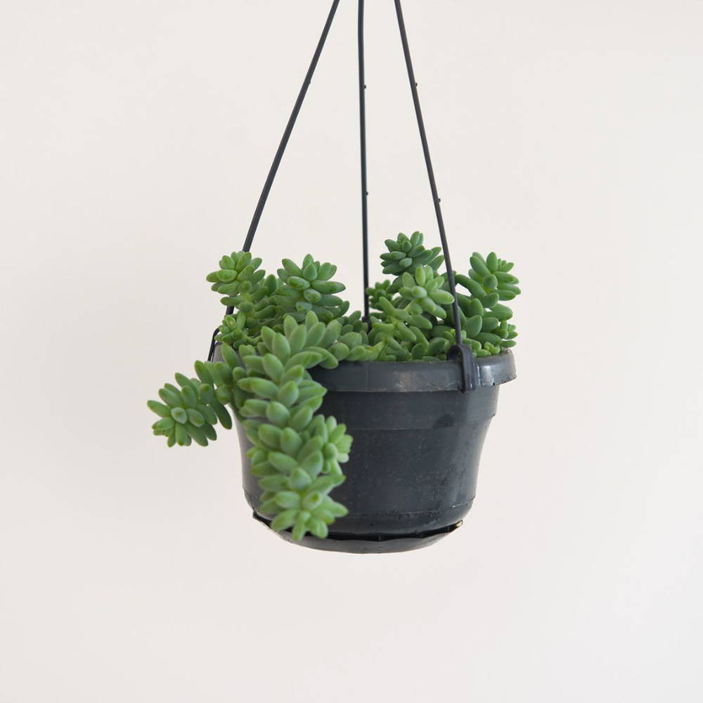Thompson and Morgan Sedum Burrito Hanging Basket 14cm Image 3
