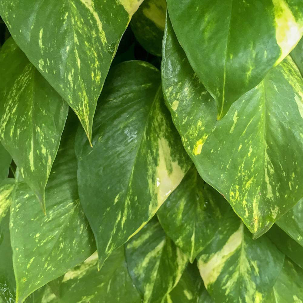 Thompson & Morgan Epipremnum Scindapsus Aureum Potted Plant 24cm Image 3