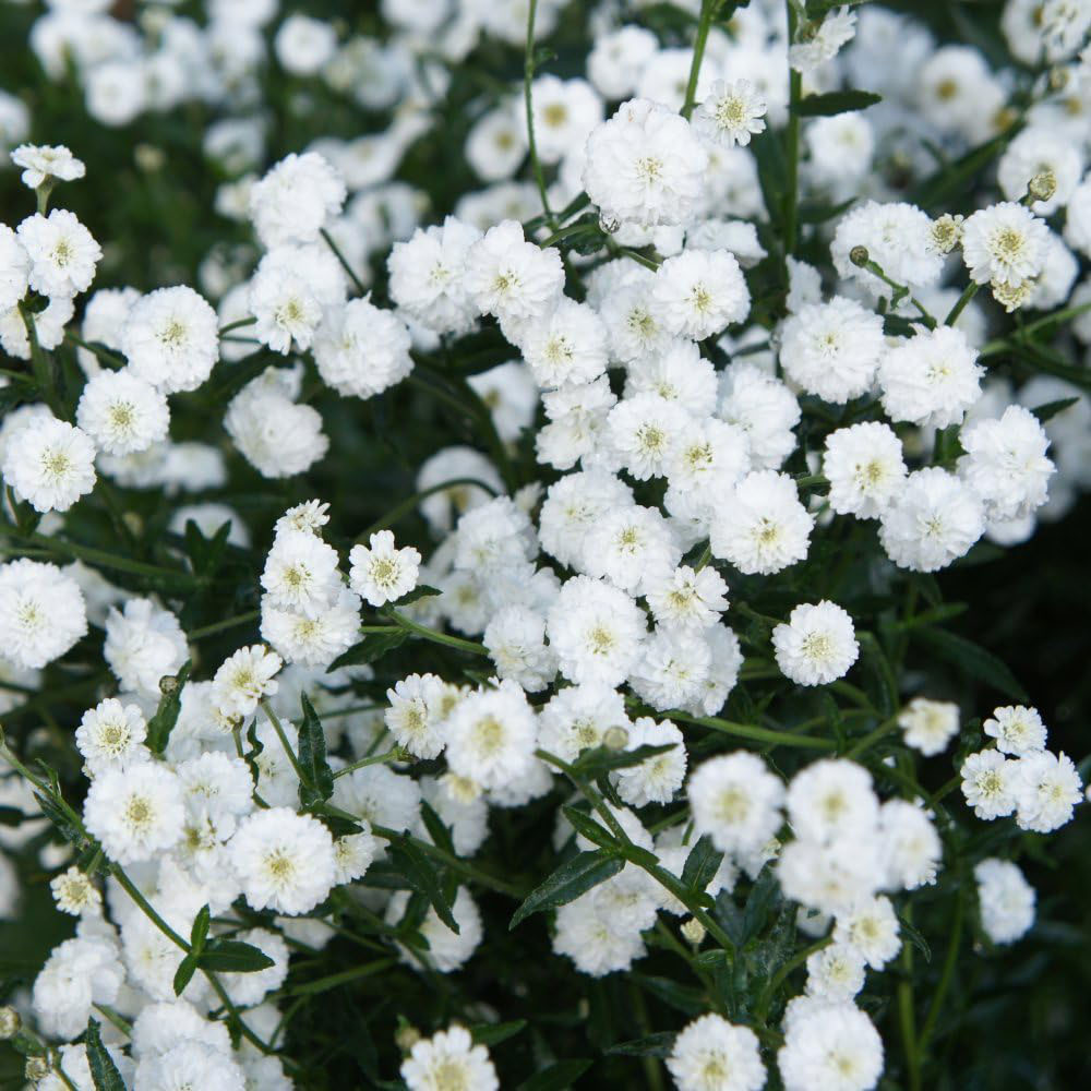 Thompson and Morgan Achillea Nobelssa Plant Pot 9cm Image 2